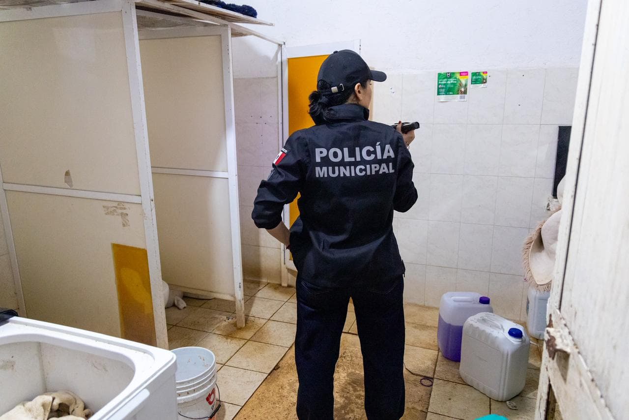 Rescatan animales exóticos en operativo en la Quinta Avenida de Playa del Carmen